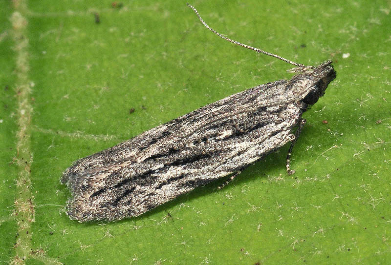 7 Gelechiidae - Anarsia lineatella